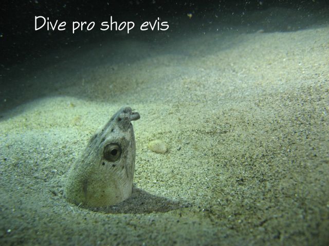 ホタテウミヘビ ウミヘビ科 Evis生物図鑑 名古屋のダイビングスクール ショップ Evis ライセンス取得もイルカツアーも充実