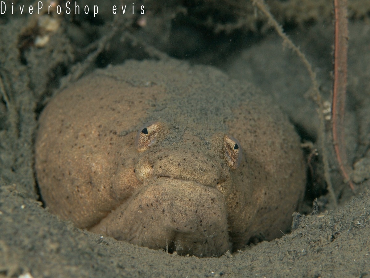 ムラサキウミヘビ ウミヘビ科 Evis生物図鑑 名古屋のダイビングスクール ショップ Evis ライセンス取得もイルカツアーも充実