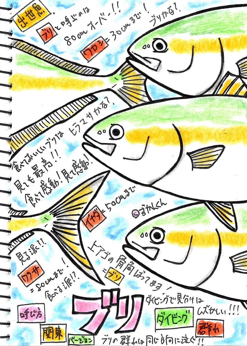 ブリ 日本を旅する出世魚 C Zukankun アジ科 Evis生物図鑑 名古屋のダイビングスクール ショップ Evis ライセンス取得もイルカツアーも充実