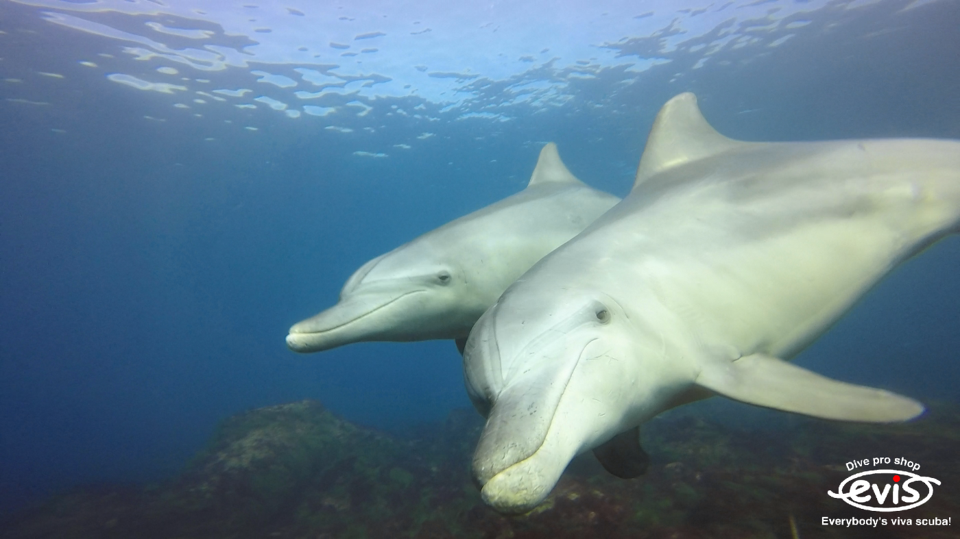 ミナミハンドウイルカ C Zukankun マイルカ科 生物図鑑 初心者の方へ