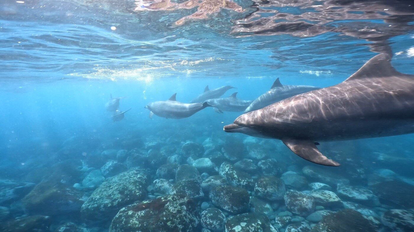 本州の海でスキューバダイビングでイルカに出会える理由とは News スタッフブログ 名古屋のダイビングスクール ショップ Evis ライセンス取得もイルカツアーも充実