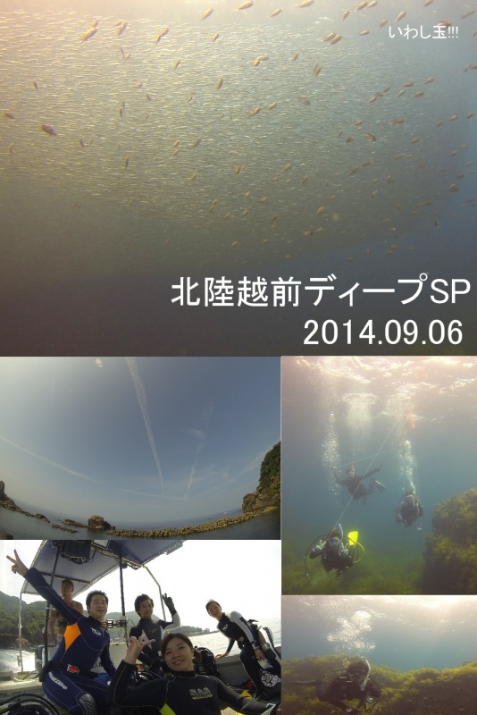 北陸 越前ディープsp海洋 ツアー報告 名古屋のダイビングスクール ショップ Evis ライセンス取得もイルカツアーも充実