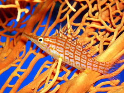 赤いチェック柄のかわいいクダゴンベ（体長5ｃｍ）