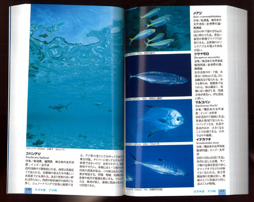 図鑑 ポケット版 日本の海水魚 入荷しました 商品情報 Evisブログ 名古屋のダイビングスクール ショップ Evis ライセンス取得もイルカツアーも充実