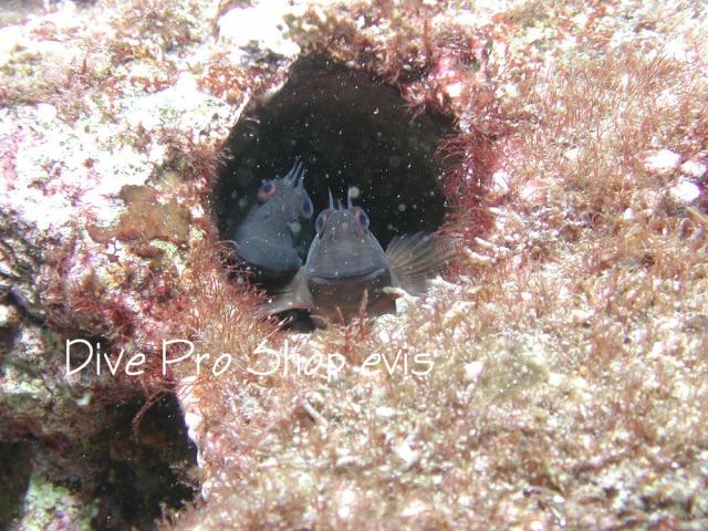 カエルウオ イソギンポ科 Evis生物図鑑 名古屋のダイビングスクール ショップ Evis ライセンス取得もイルカツアーも充実